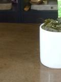 菊花茶用多少度的水來泡