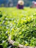 茶葉鮮葉有什麼特徵