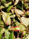 安化金花茯茶與普洱的區別